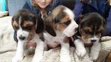Tricolor cachorros Beagle para libre adopción.